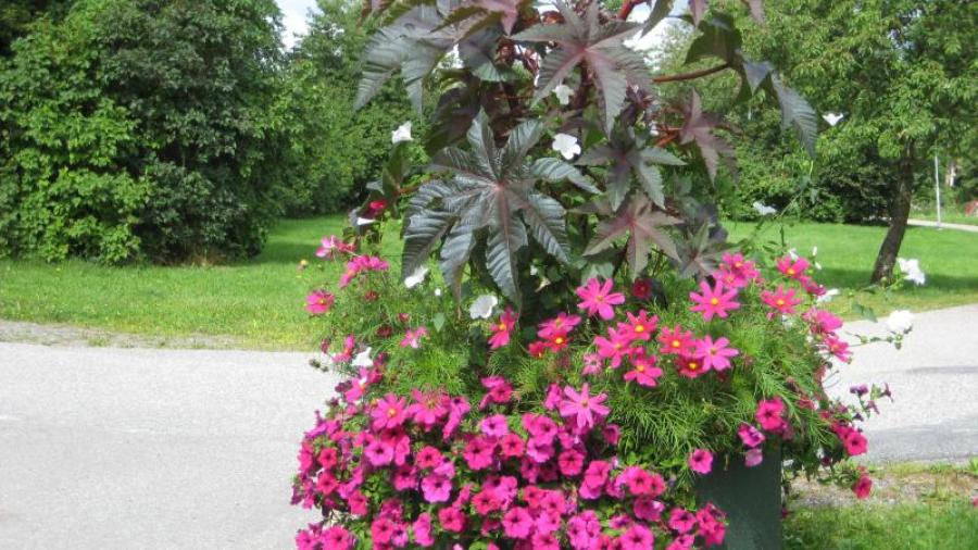Utemiljö med gott om växter och blommor